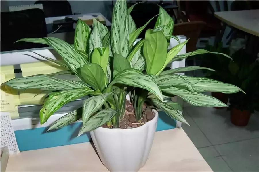 什么花吸甲醛油烟,能吸甲醛油烟的20种植物家家必养