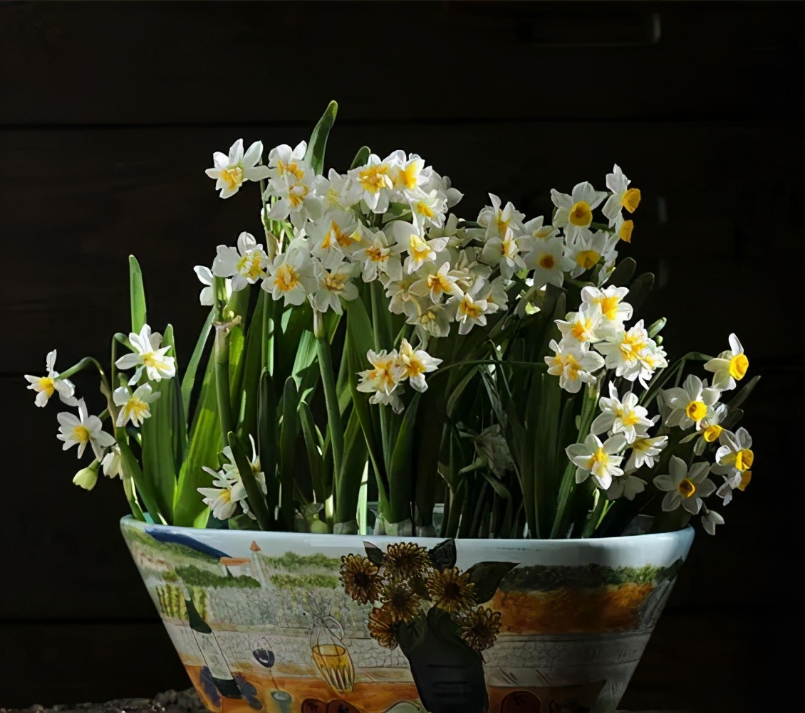 南美水仙浇水的正确方法,水仙花开前怎么浇水