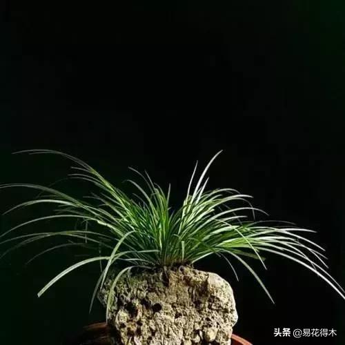 赞美菖蒲盆景的诗句,盆景诗词经典赏析