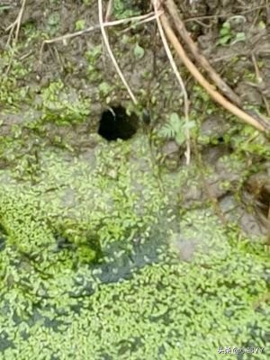 钓黄鳝的方法与注意事项,掌握四种钓法