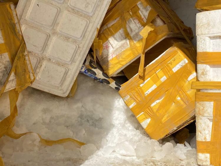 一口吞万斤,海星“天敌”来了!外地收购商跨省来青追“星”,海星捕捞量明显减少