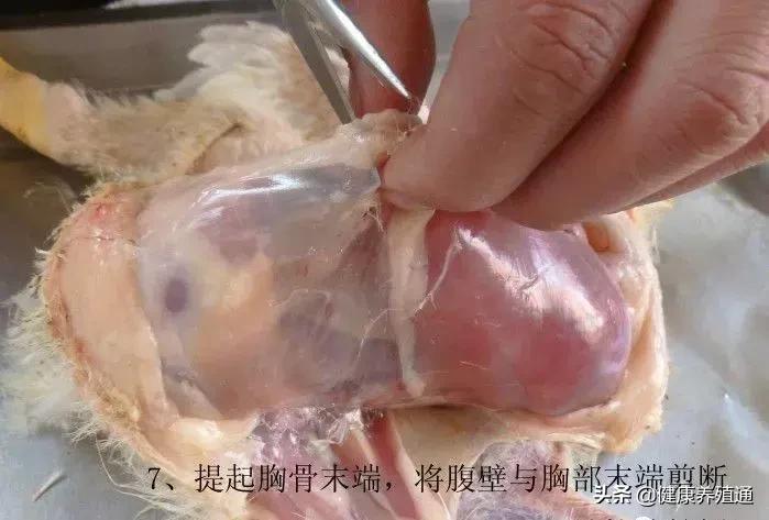 家禽与家禽解剖的不同点,家禽疾病诊断及解剖步骤