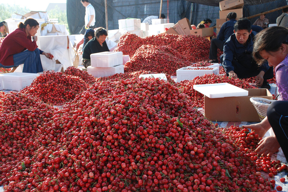 蒜薹最新价格今天,蒜薹大掉价