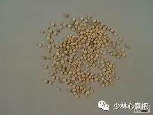 动物中药功效大全,中药药材大全及功效