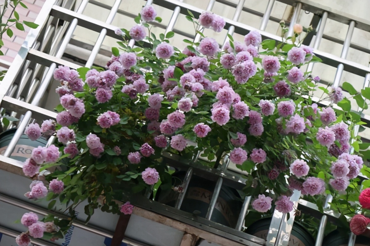 封闭阳台养哪些藤本月季,可以牵引做拱门的月季有哪些品种