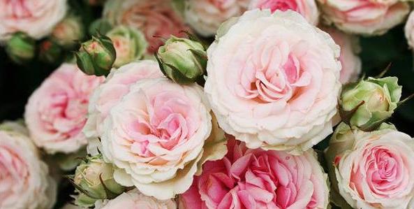 有些护肤品闻起来就是爱情的味道