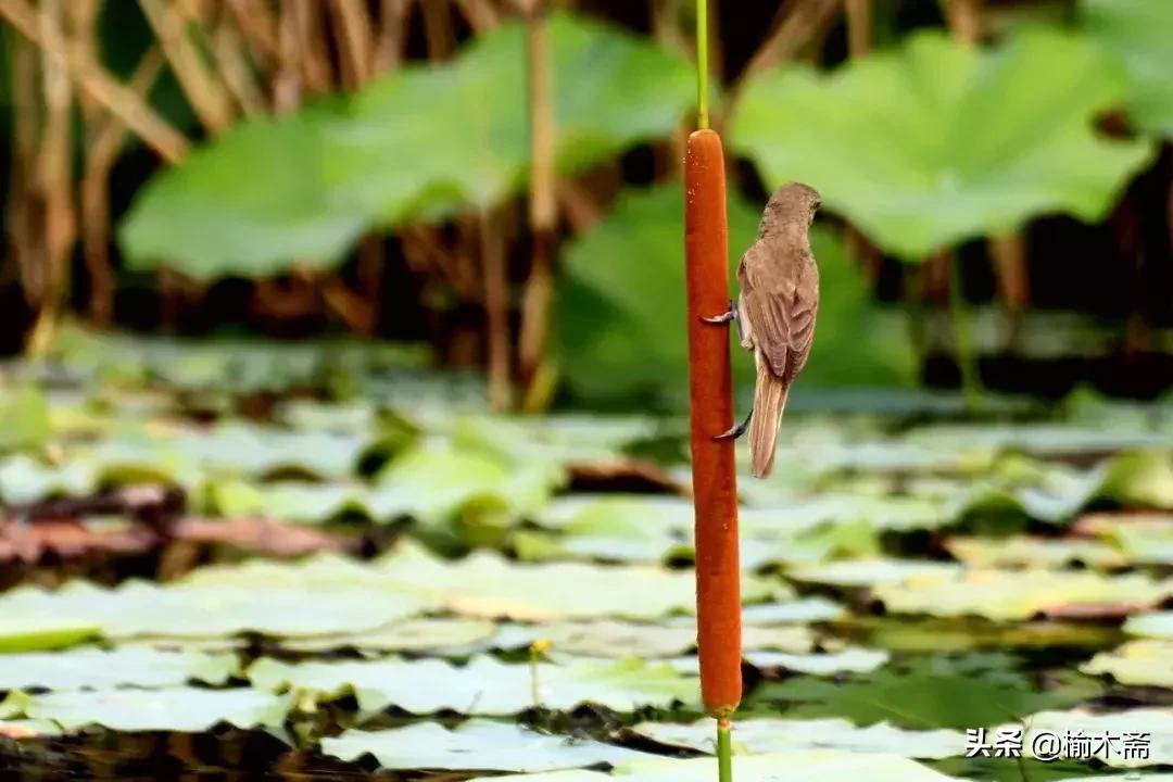 山水谢灵运诗词,李白秋登宣城谢脁北楼原诗详解