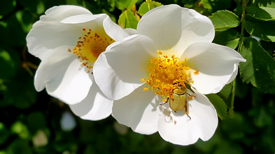 绿山墙的安妮书中的戴安娜,绿山墙的安妮和戴安娜结局