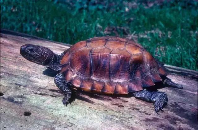 有一种龟为什么叫锯缘龟,锯缘龟八角灵龟