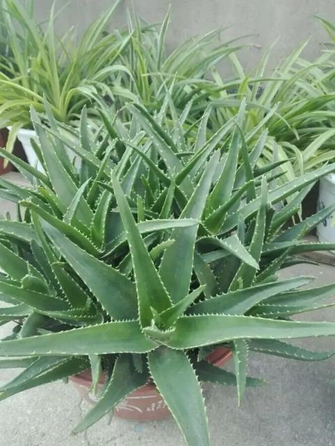 芦荟养着有啥用,芦荟冬季怎么浇水才能让它长大呢