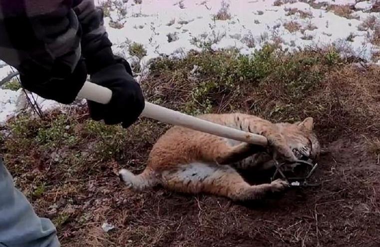 救援被捕兽夹夹住的男子,野生猞猁被人类救助