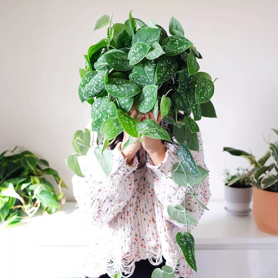 扦插的绿萝为什么黄叶烂根,水培绿萝出现黄叶烂叶问题