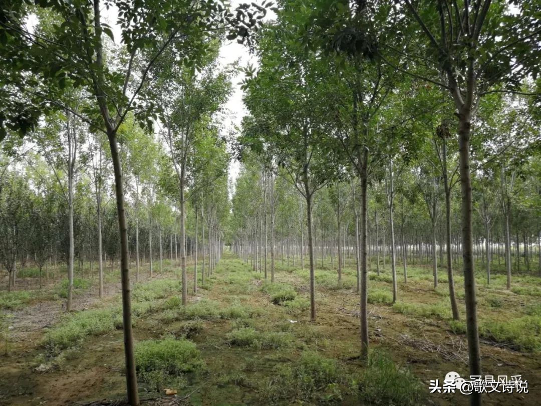 山东冠县精品苗木基地,冠县种植基地