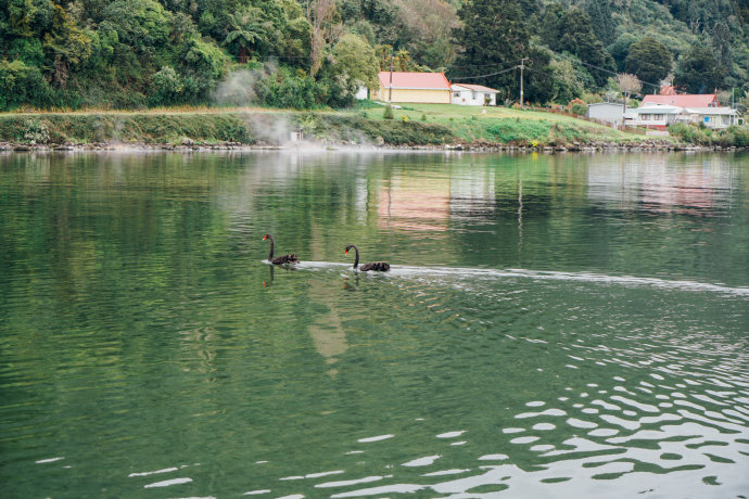 新西兰｜在首屈一指的滑雪胜地，与黑天鹅一起戏水