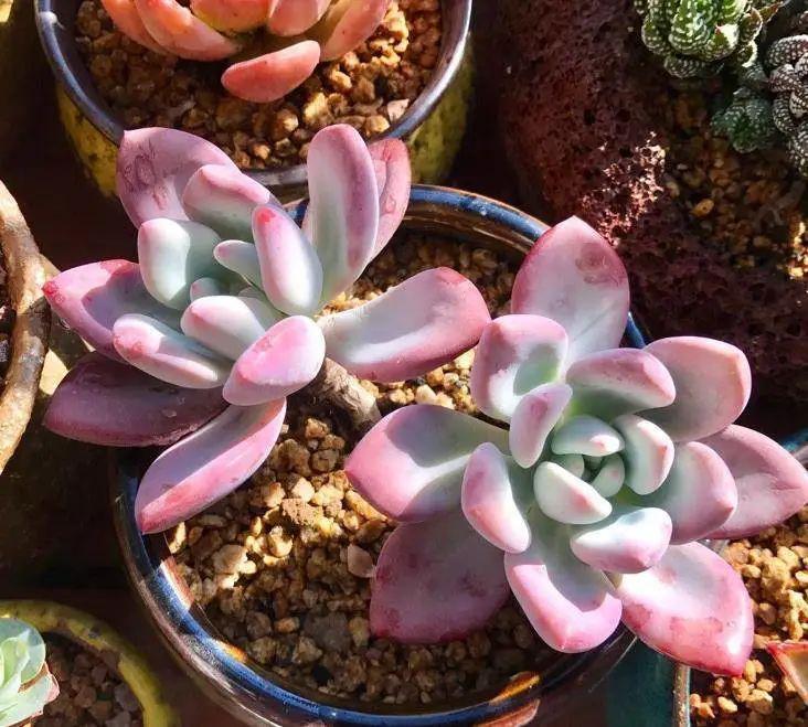 种下去2个礼拜的‘肉肉’，今天好奇扒开土一看，根部全霉了！