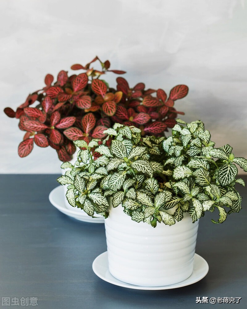 网纹草叶子卷起来了要怎么改善,网纹草叶茎褪色怎么回事