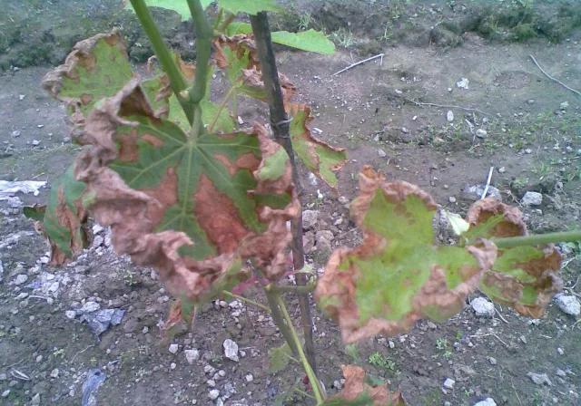 葡萄生理性枯叶怎么处理,葡萄落叶病害治疗