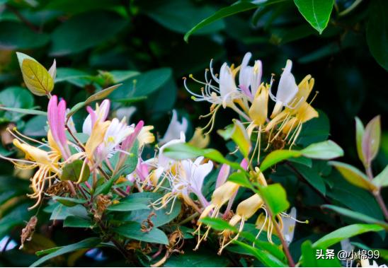 最近有什么种植致富的项目,现在在家种植的有哪些好项目