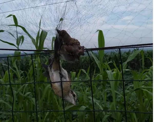 致敬大连社区志愿者,大连护鸟志愿者图片