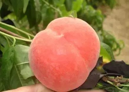 张家港好吃的饭菜,张家港好吃分享