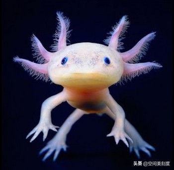 水中精灵大型鱼,水中精灵无与伦比的美