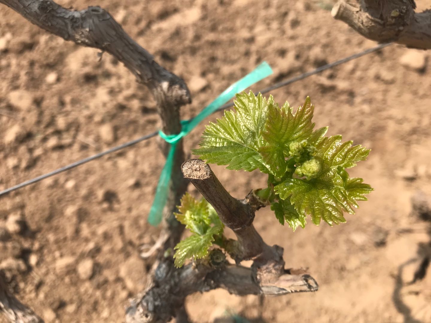 葡萄防止落果技术,防止落花落果也能疏花疏果