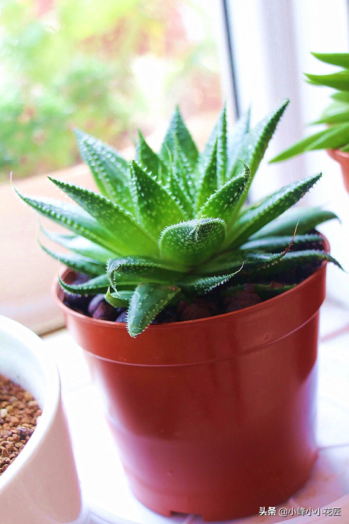 芦荟长太高了可不可以从中间剪断,芦荟长得太高了从中间截断移栽