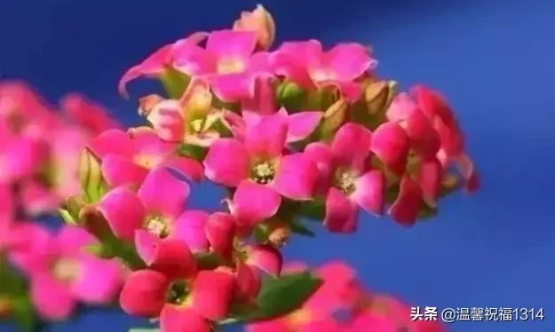 长寿花母亲节,母亲节长寿花视频