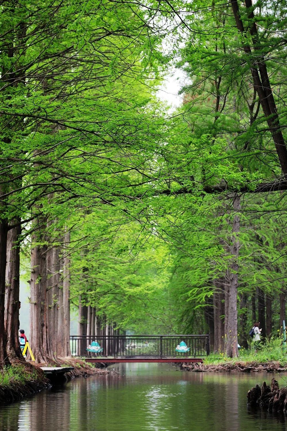 森氧之地，秋游必选！金湖万亩水上森林，真的别有趣味