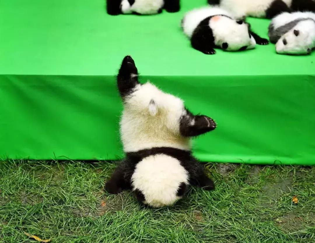 你才可爱你全家都可爱怎么回,你才可爱你全家都可爱出处