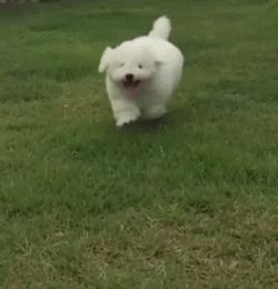 比熊这朵棉花糖，圆圆白白胖胖，是我的初恋情狗没错了