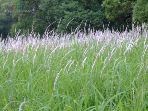 从“贡包茅”到“白茅束兮”：茅草从敬神到娱人、喻人的意象延伸