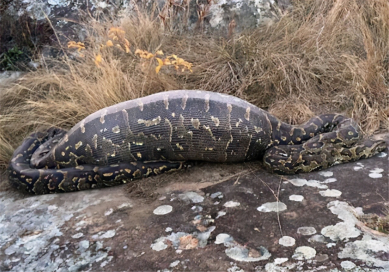 蛇为什么惧怕雄黄,有的蛇为什么不惧怕雄黄