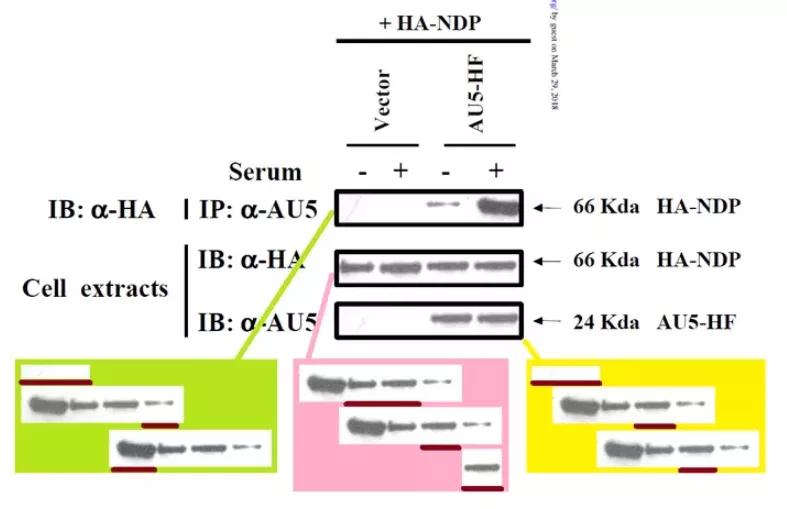 论文撤稿是真的假的,论文图表造假会不会看出来
