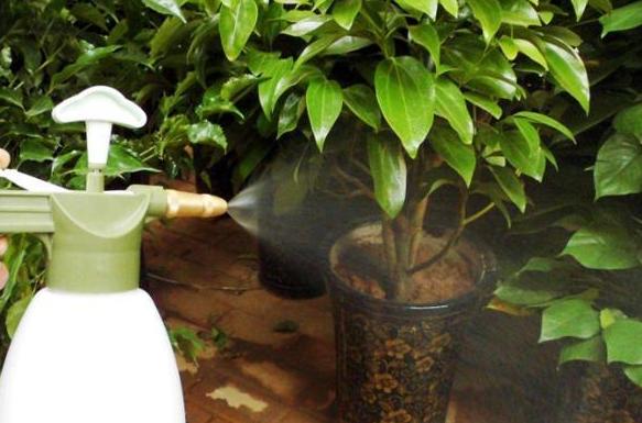 养花土壤结块怎么办,养花怎样避免土壤结块