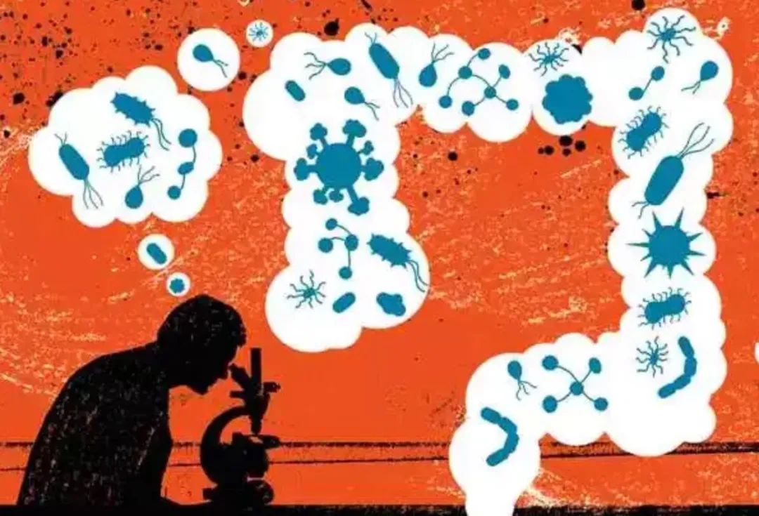 双歧杆菌和哪个菌搭配好,乳双歧杆菌和双歧杆菌有什么区别