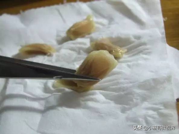 吃完的水果不要扔试试在家就能种,吃完的水果种子