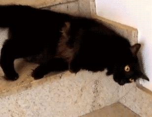 众所周知猫是液体吗,众所周知猫都是液体