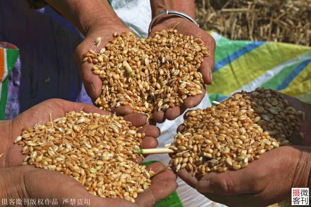 大山深处小麦开割，庄稼地里有人送来承诺书，现场签字