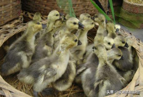 鹅价格为什么涨不上去,鹅价大跌还能养吗