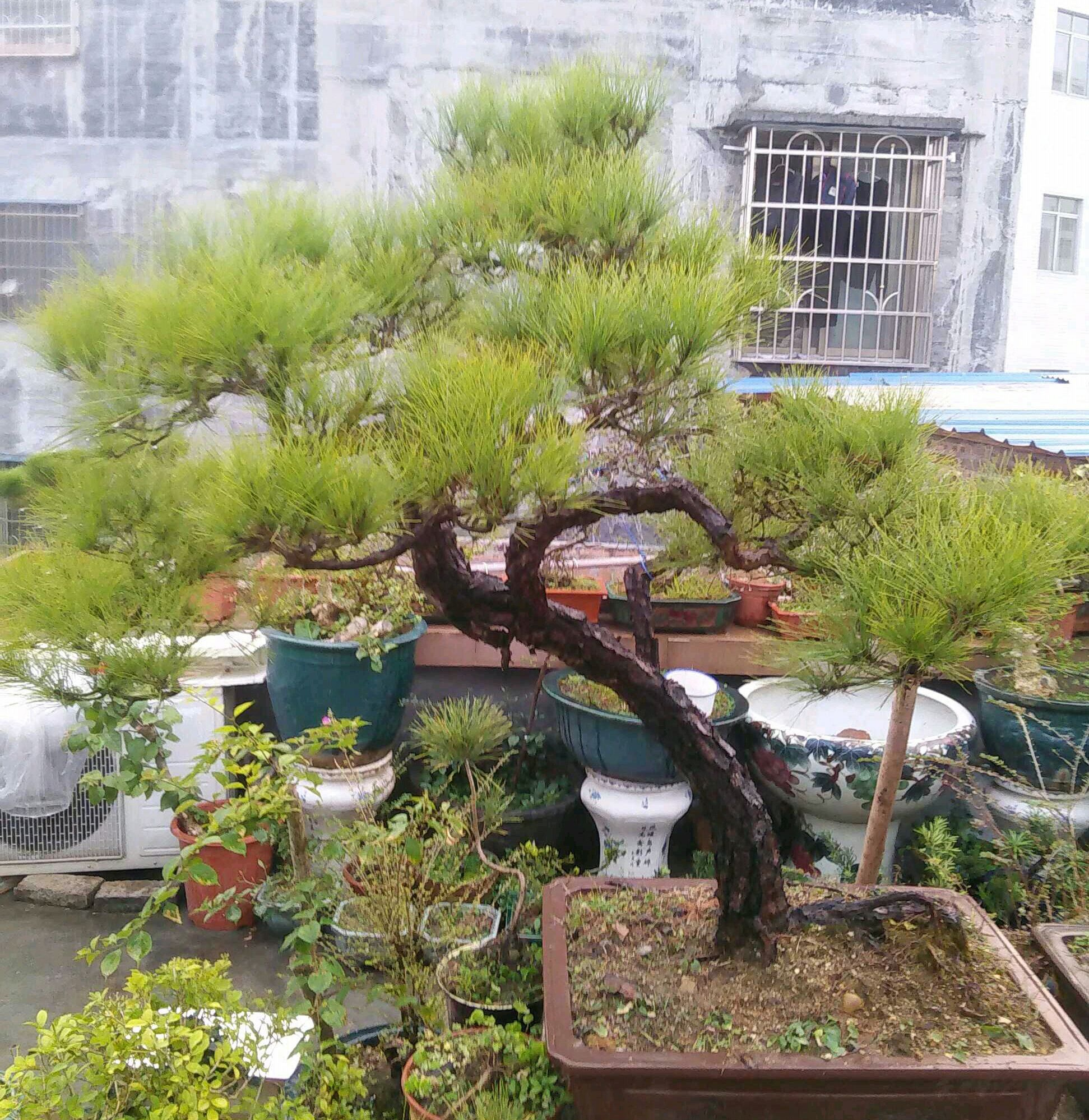 盆景松叶子发黄怎么补救,马尾松盆景养护全过程