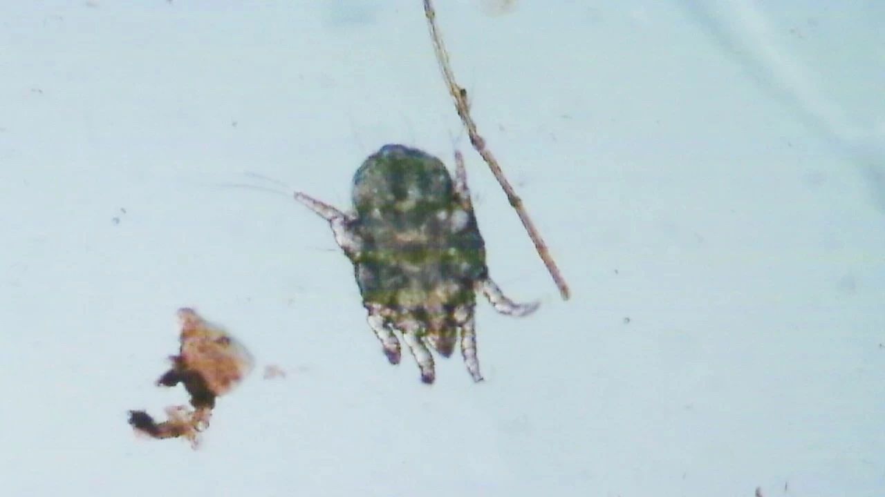 猫咪贫血吃补血肝精多久能好,猫咪有贫血和肾衰能治好吗