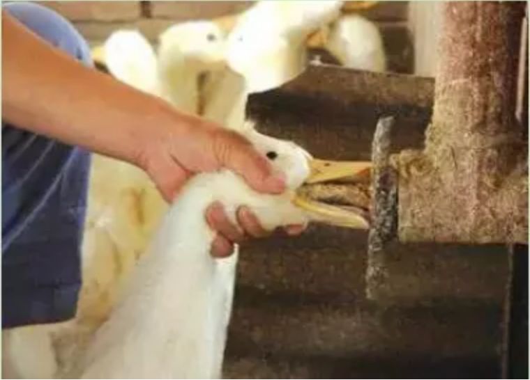 填鸭做烧鸭好吗,填鸭养殖收益