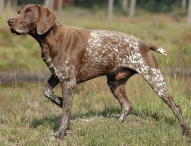 世上最罕见的狗品种图片,全世界狗品种视频