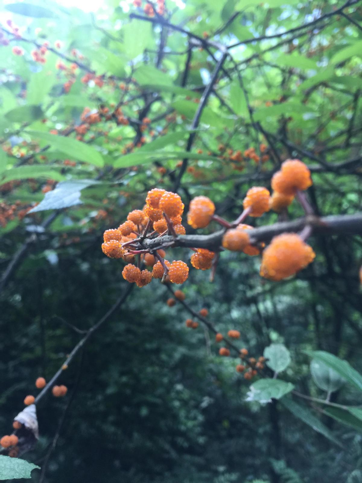 峨眉山登顶佛像,峨眉山登顶记完整版