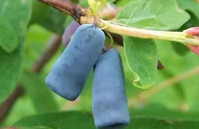 最贵的五个水果,世界最贵的的十种水果