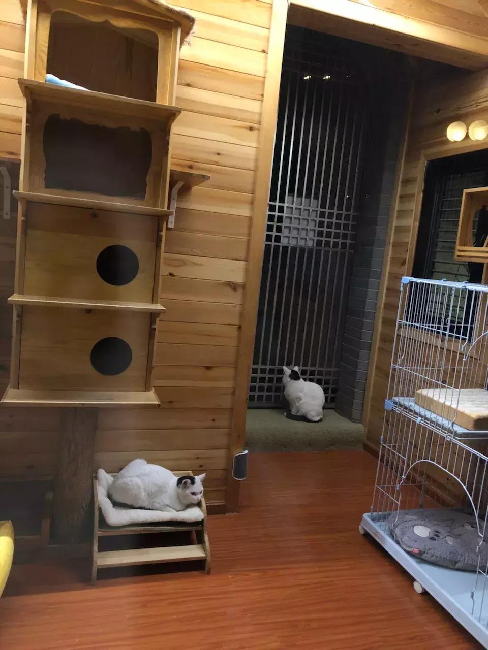 妙笔生猫：羊驼是个啥，比我好看吗？