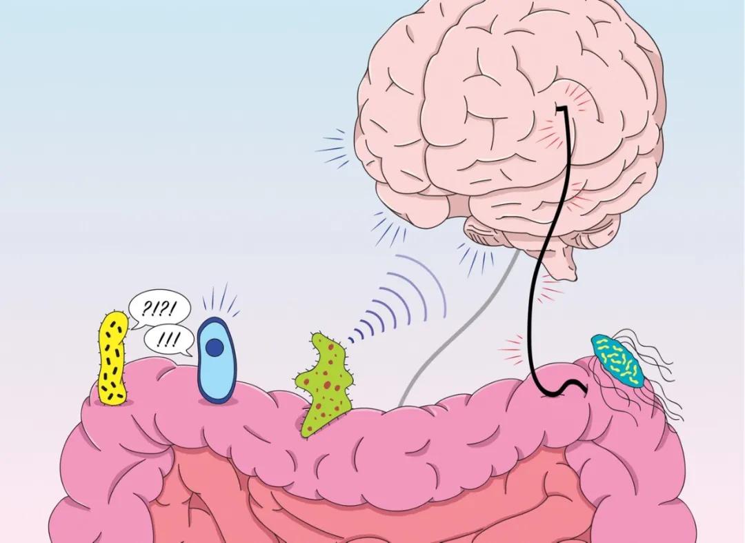 肠道菌群移植治疗抑郁症,抑郁症发病在肠道怎么调整菌群