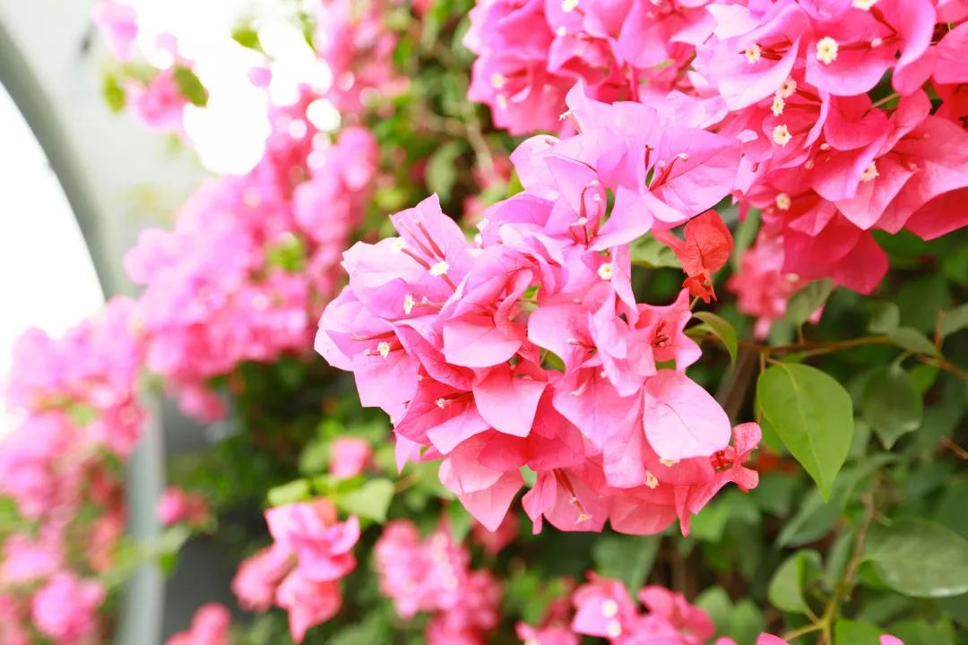 簕竹杜鹃谷公园,好看的杜鹃谷公园