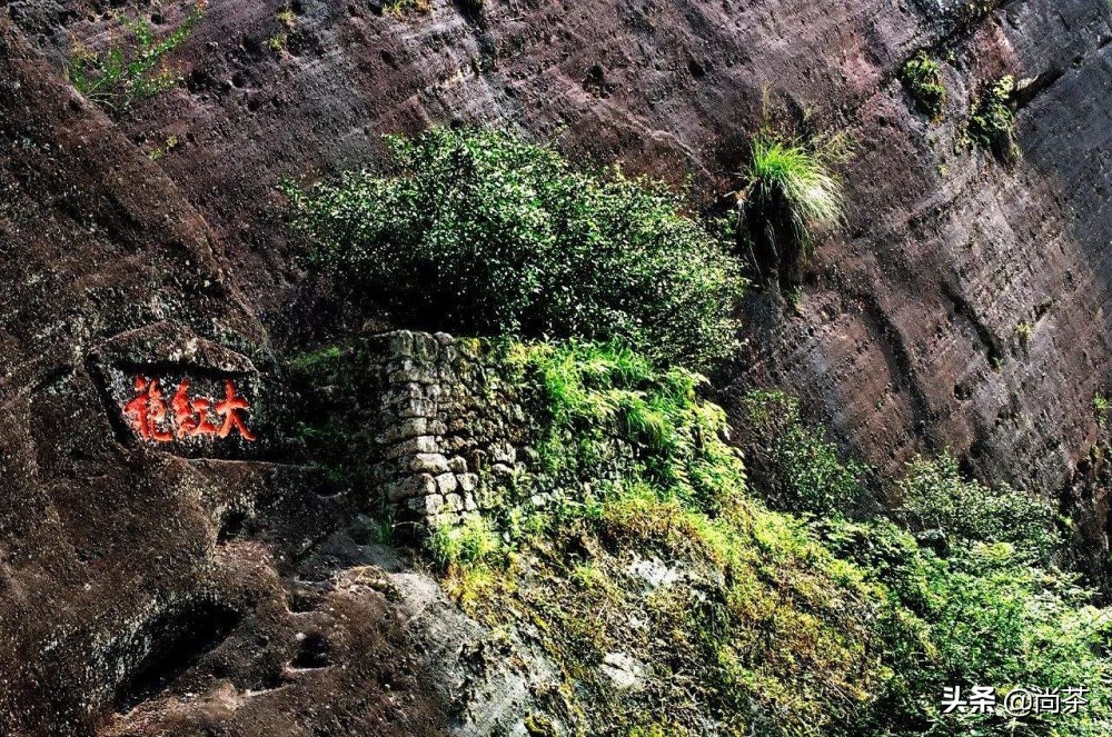红楼梦中老君眉茶图片,红楼梦里贾母喝的老君眉是什么茶